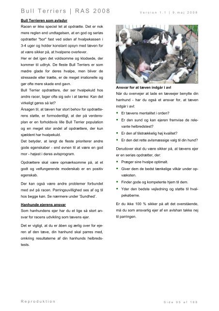 Racespecifik avls strategi for Bull Terriers - Engelsk Bull Terrier