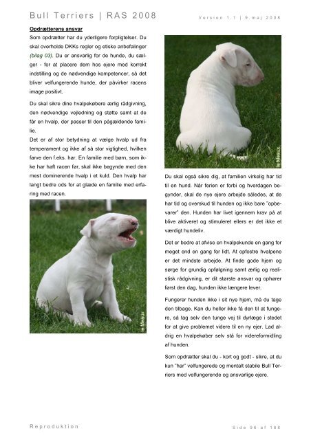 Racespecifik avls strategi for Bull Terriers - Engelsk Bull Terrier