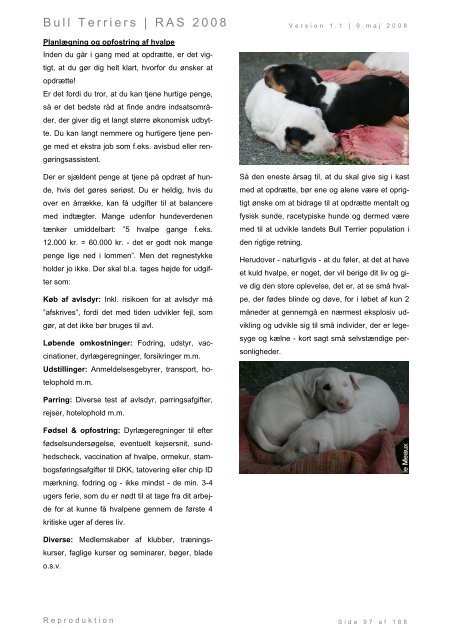 Racespecifik avls strategi for Bull Terriers - Engelsk Bull Terrier