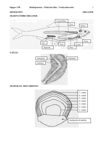 SILDENS INDRE ORGANER: - Fiskeriets Hus