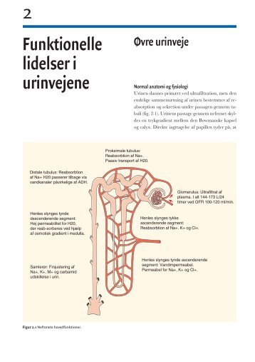Funktionelle lidelser i urinvejene Øvre urinveje