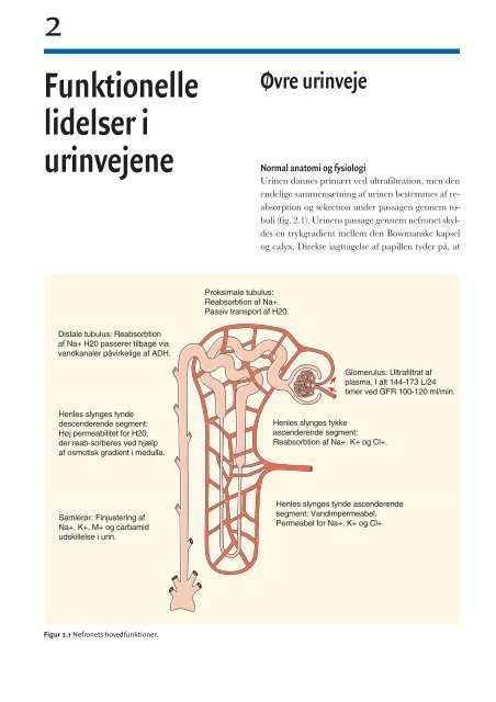 lidelser i urinvejene Øvre urinveje