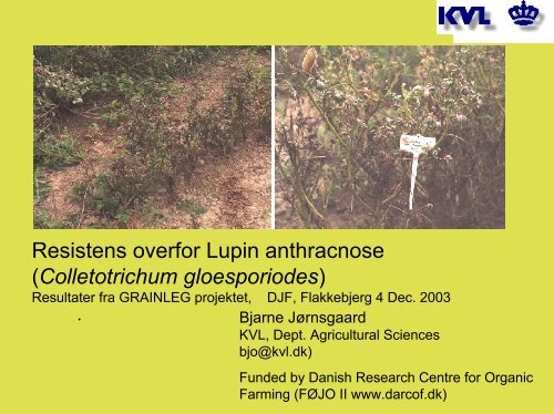 Resistens overfor Lupin antrachnose (GRAINLEG) - okoforsk