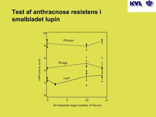 Resistens overfor Lupin antrachnose (GRAINLEG) - okoforsk