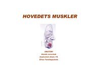 HOVEDETS MUSKLER