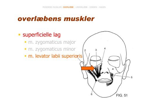 HOVEDETS MUSKLER