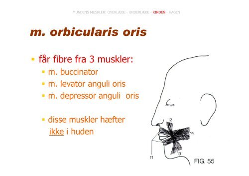 HOVEDETS MUSKLER