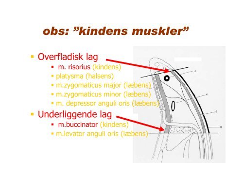 HOVEDETS MUSKLER