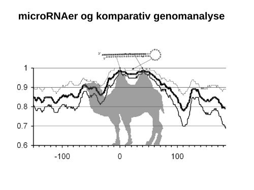 Identifikation af potentielle microRNA gener ved hjælp ... - Per Tøfting