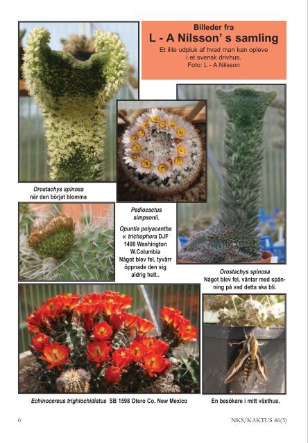 KAKTUS 03-2011.qxd - Copiapoa