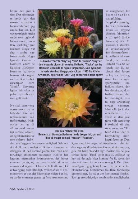 KAKTUS 03-2011.qxd - Copiapoa