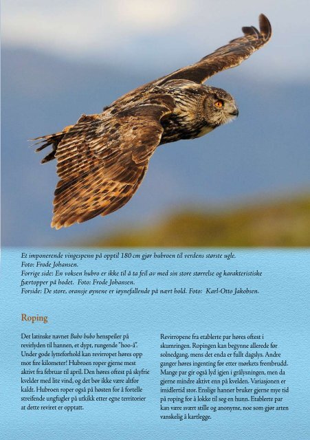 Brosjyre om hubro - Norsk Ornitologisk Forening