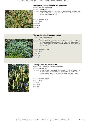 Rhododendron Sygdomme - Rhodospecialisten.dk