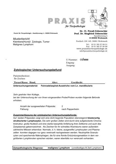 Hund - Zytologie - Malignes Lymphom - Praxis für Tierpathologie