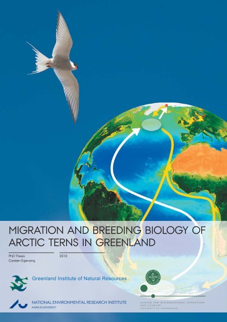 Migration and breeding biology of Arctic terns in Greenland