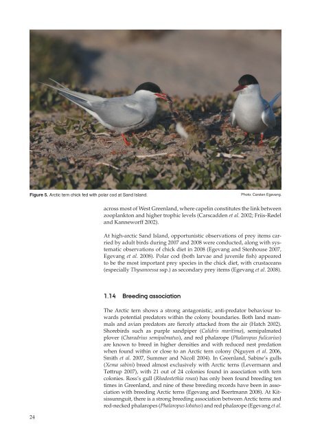 Migration and breeding biology of Arctic terns in Greenland