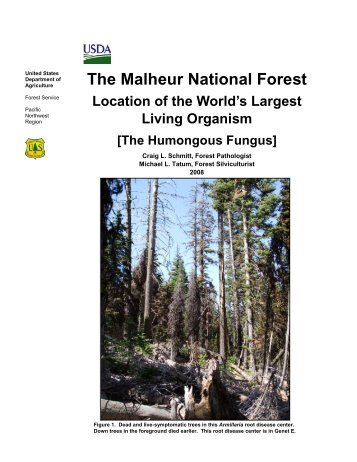 Humongous Fungus Brochure - USDA Forest Service