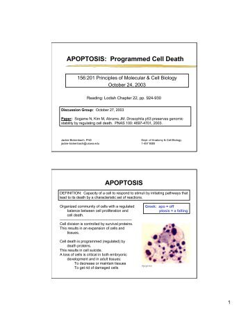 APOPTOSIS: Programmed Cell Death APOPTOSIS
