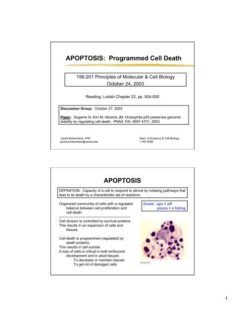 APOPTOSIS: Programmed Cell Death APOPTOSIS