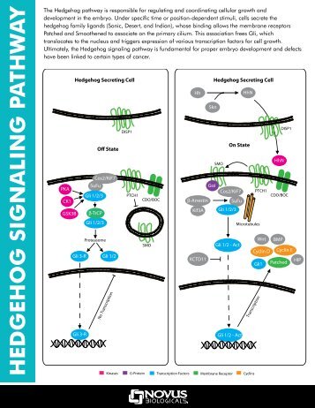 HEDGEHOG SIGNALING P A THW A Y - BioNova