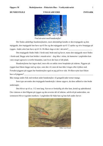 Hundestejler - Fiskeriets Hus