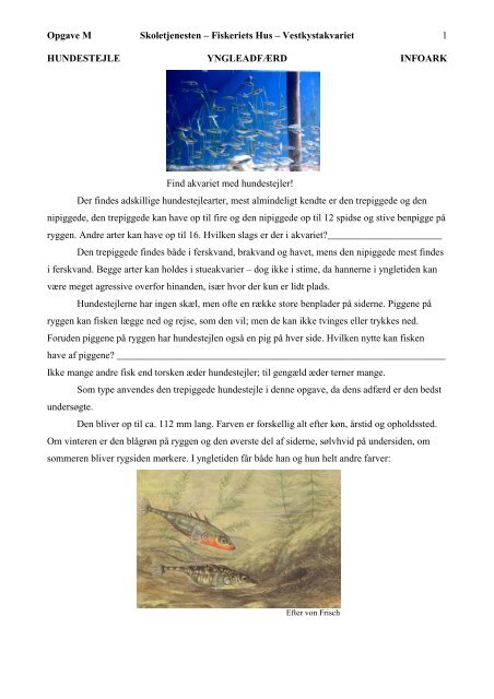 Hundestejler - Fiskeriets Hus