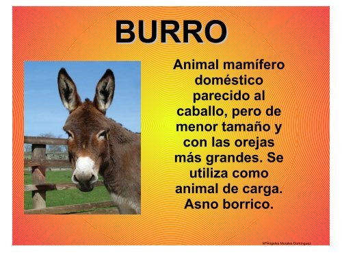 ANIMALES DOMÉSTICOS