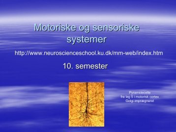 Motoriske og sensoriske systemer - Neuroscience