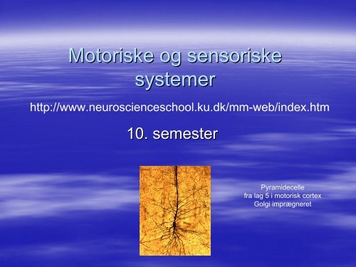 Motoriske og sensoriske systemer - Neuroscience