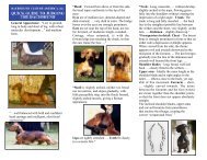 Quick Guide to Judging the Dachshund - The Dachshund Club of ...