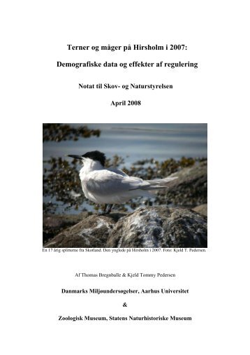Terner og måger på Hirsholm i 2007: Demografiske data og effekter ...