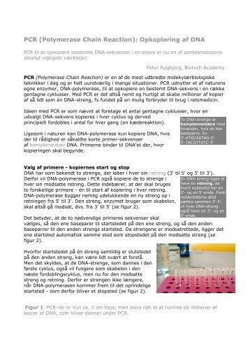 PCR (Polymerase Chain Reaction): Opkopiering af DNA