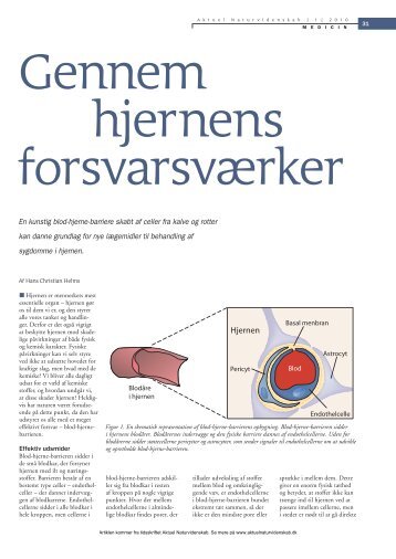 Hjernen - Aktuel Naturvidenskab