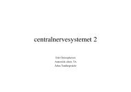 centralnervesystemet 2