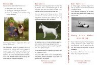 Bull Terrier folder - Engelsk Bull Terrier