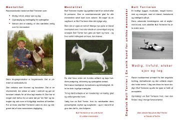 Bull Terrier folder - Engelsk Bull Terrier