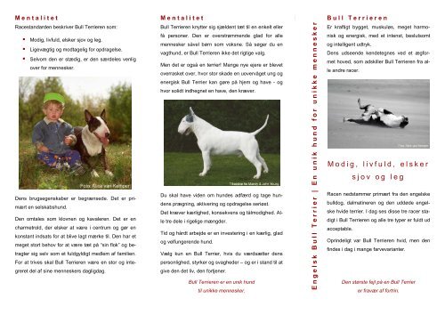 Bull Terrier folder - Engelsk Bull Terrier