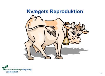 Kvægets Reproduktion - LandbrugsInfo