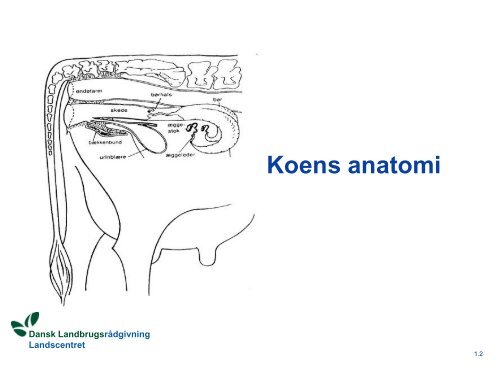 Kvægets Reproduktion - LandbrugsInfo