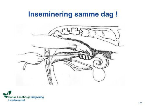 Kvægets Reproduktion - LandbrugsInfo