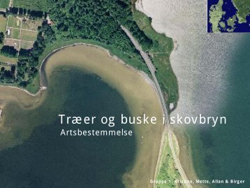 Træer og buske i skovbryn