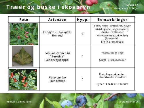 Træer og buske i skovbryn