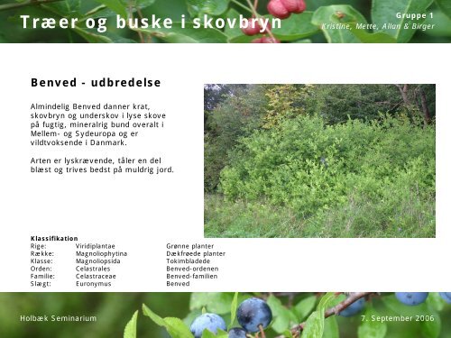 Træer og buske i skovbryn