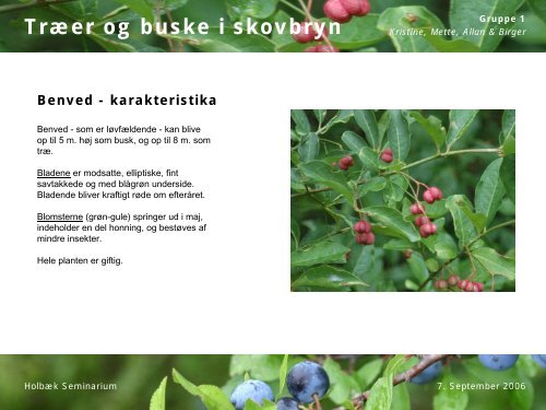 Træer og buske i skovbryn