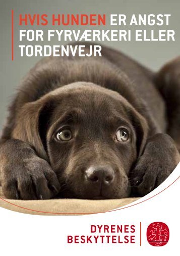 Hvis hunden er angst for fyrværkeri eller tordenvejr - Dyrenes ...
