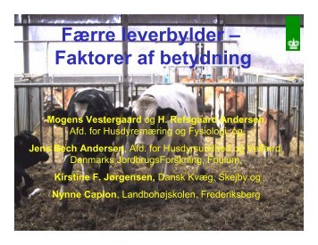 Færre leverbylder – Faktorer af betydning - LandbrugsInfo