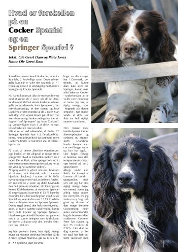 Forskel Cocker-Springer - Kennel Fuglevig