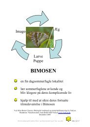 Bimosen - sommerfugle 2009 (pdf) - Natur og landbrug