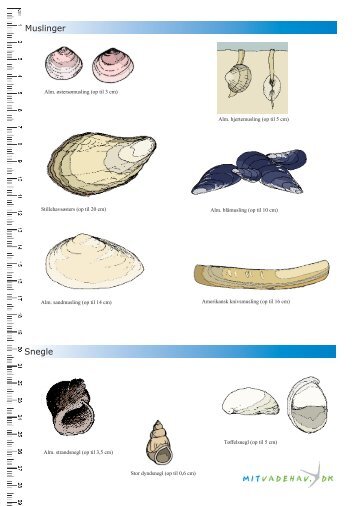 Artshåndbog - Mit Vadehav