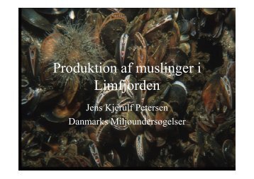 Produktion af muslinger i Limfjorden